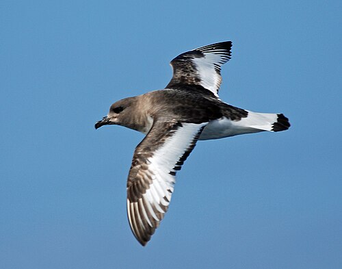 Antarctic petrel
